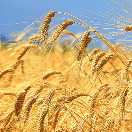 素材へのこだわり